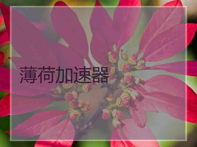 薄荷加速器
